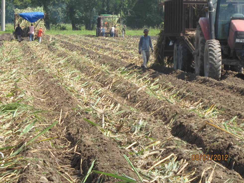 Sugar Cane Tiller Northwest Tillers